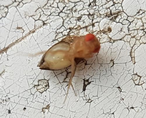 Drosophila sp.